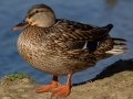 Mallard