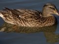 Mallard