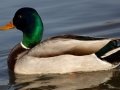 Mallard