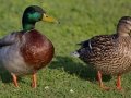 Mallard