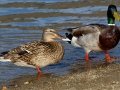 Mallard
