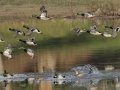 Mallards