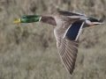 Mallard