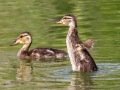 Mallard