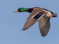 Mallard