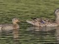 Mallard