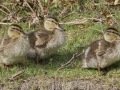 Mallard