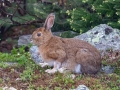 Marsh Rabbit - New Hampshire