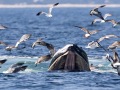 Humpback Whale feeding - Massachusetts