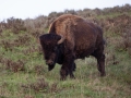 American Bison - Wyoming
