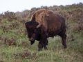 American Bison - Wyoming