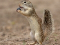 Mexican Ground Squirrel - Texas