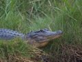 American Alligator - Texas