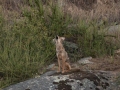 Coyote howling at dusk - Bartlett Ranch Preserve - Ramona - California