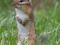 Eastern Chipmunk