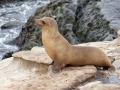 Sea Lion - La Jolla Cove, California