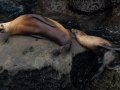 Sea Lions - La Jolla Cove, California