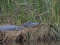 American Alligator - Texas