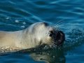 California Sea Lion