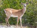 Key Deer - Keys, Florida