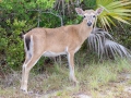 Key Deer - Keys, Florida