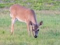 Key Deer - Keys, Florida