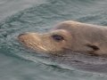 California Sea Lion