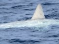 Mola mola (fish) - San Diego Pelagic
