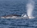 Gray Whale