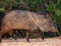 Collared Peccary - Texas