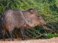 Collared Peccary - Texas