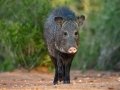 Collared Peccary - Texas