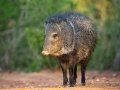 Collared Peccary - Texas