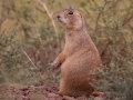Prairie Dog - New Mexico