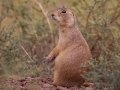 Prairie Dog - New Mexico
