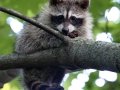 Raccoon - Cook County, Illinois