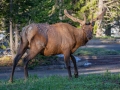 Elk Bull - Wyoming