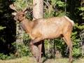 Elk Bull - Wyoming