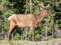 Elk Bull - Wyoming