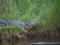 American Alligator - Texas