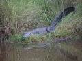American Alligator - Texas