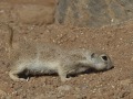 Antelope Squirrel - Arizona