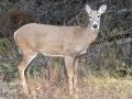 White-tailed Deer - Canada