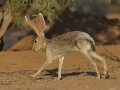 Antelope Jackrabbit - Arizona