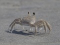 Soft-shelled Crab - Louisiana
