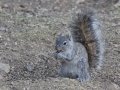 Arizona Gray Squirrel