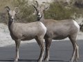 Bighorn Sheep - Borrego Springs, California