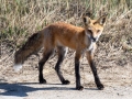 Red Fox - Massachusetts