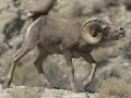 Bighorn Sheep - Borrego Springs, California
