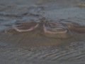 Starfish - Louisiana